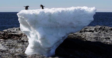 Pinguins Adéle sobre um bloco de gelo. O desaparecimento das calotes polares preocupa os ambientalistas e climatologistas (Reuters)