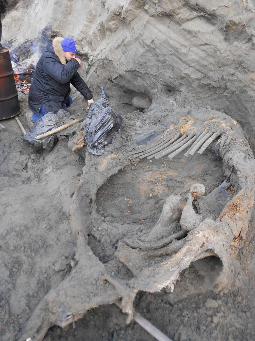 A carcaça de mamute foi encontrada em 2012 no norte da Sibéria. Na foto, um dos membros da equipa de cientistas que a analisou, Sergey Gorbunov. Foto: Pitulko et al. Revista Science 
