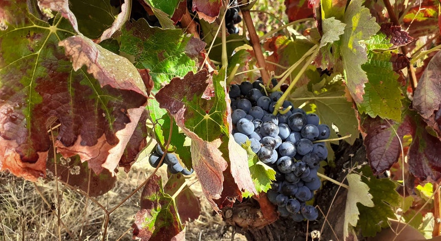 Imagem de Viticultura. PJ detém oito pessoas por suspeitas de corrupção no Minho