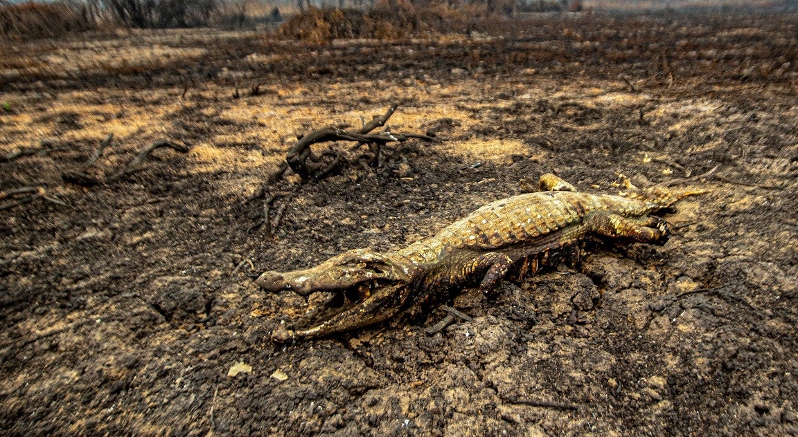  Brasil, Pantanal. Crocodilo queimado pelo fogo | Carlos Ezequiel Vannoni - EPA 