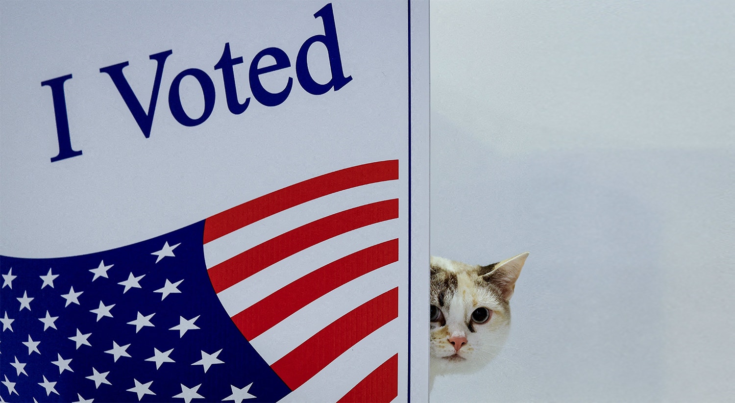  EUA. Um gato chamado "Skye" espreita as elei&ccedil;&otilde;es presidenciais, em Pittsburgh, Pensilv&acirc;nia | Quinn Glabicki - Reuters 