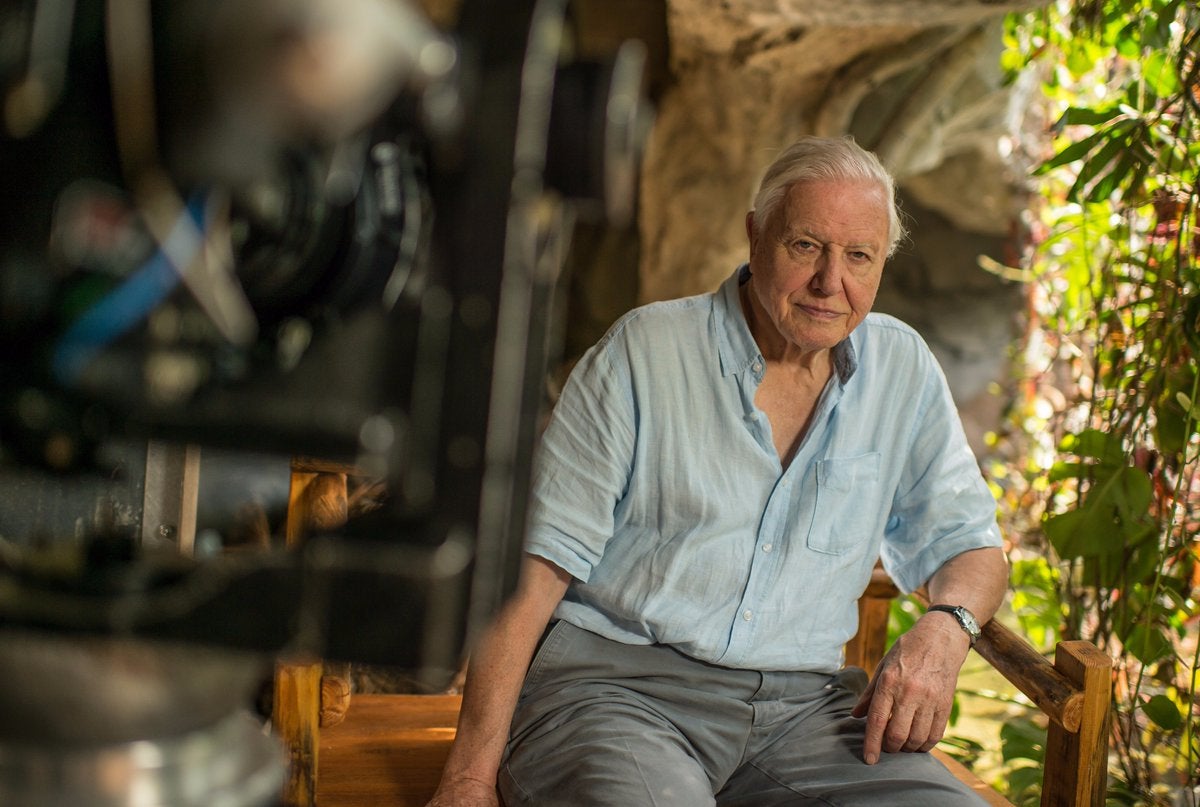 Nova vespa batizada em homenagem ao centenário naturalista David Attenborough
