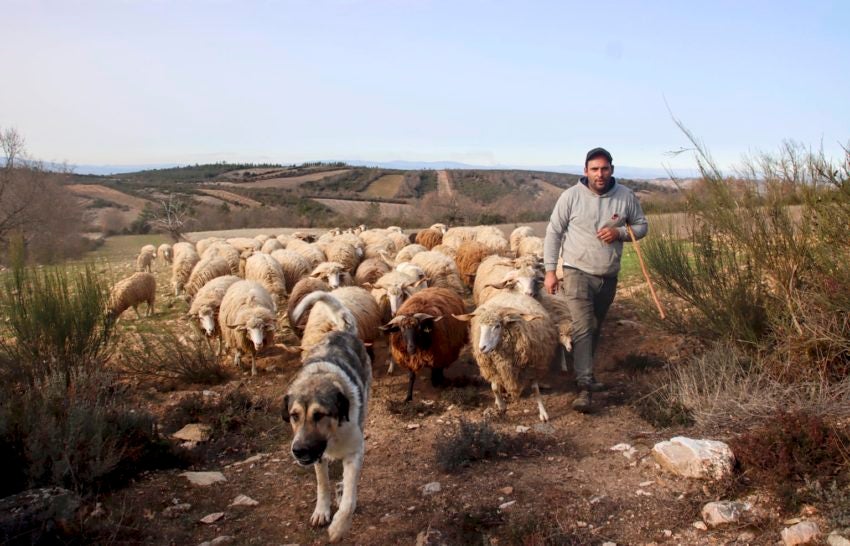 Governo investe 30 ME por ano para apoiar pastores e controlar risco de incêndios