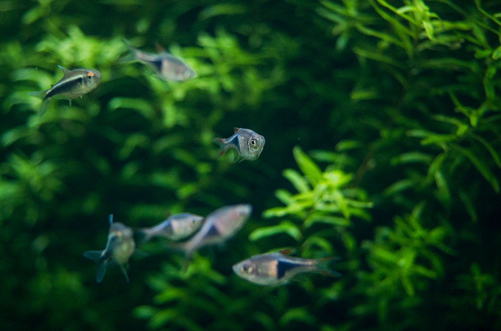  Pedro A. Pina / Ocean&aacute;rio  