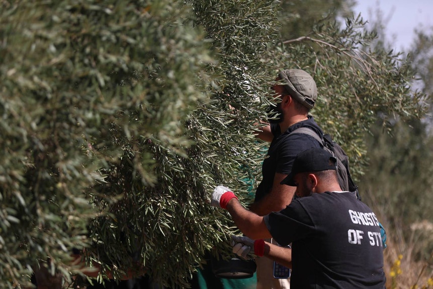 Imagem de Itália exige a Israel libertação de cinco ativistas detidas durante apanha da azeitona