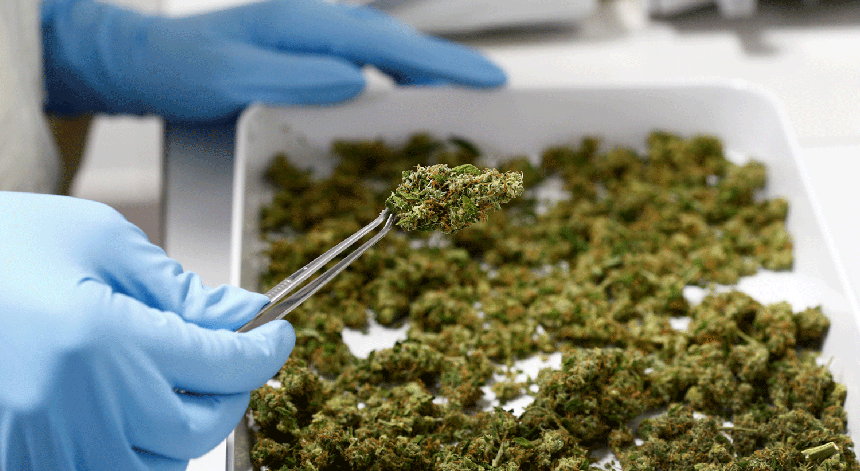 A cannabis sintética é uma mistura de ervas e especiarias que são pulverizadas com o químico THC. 
