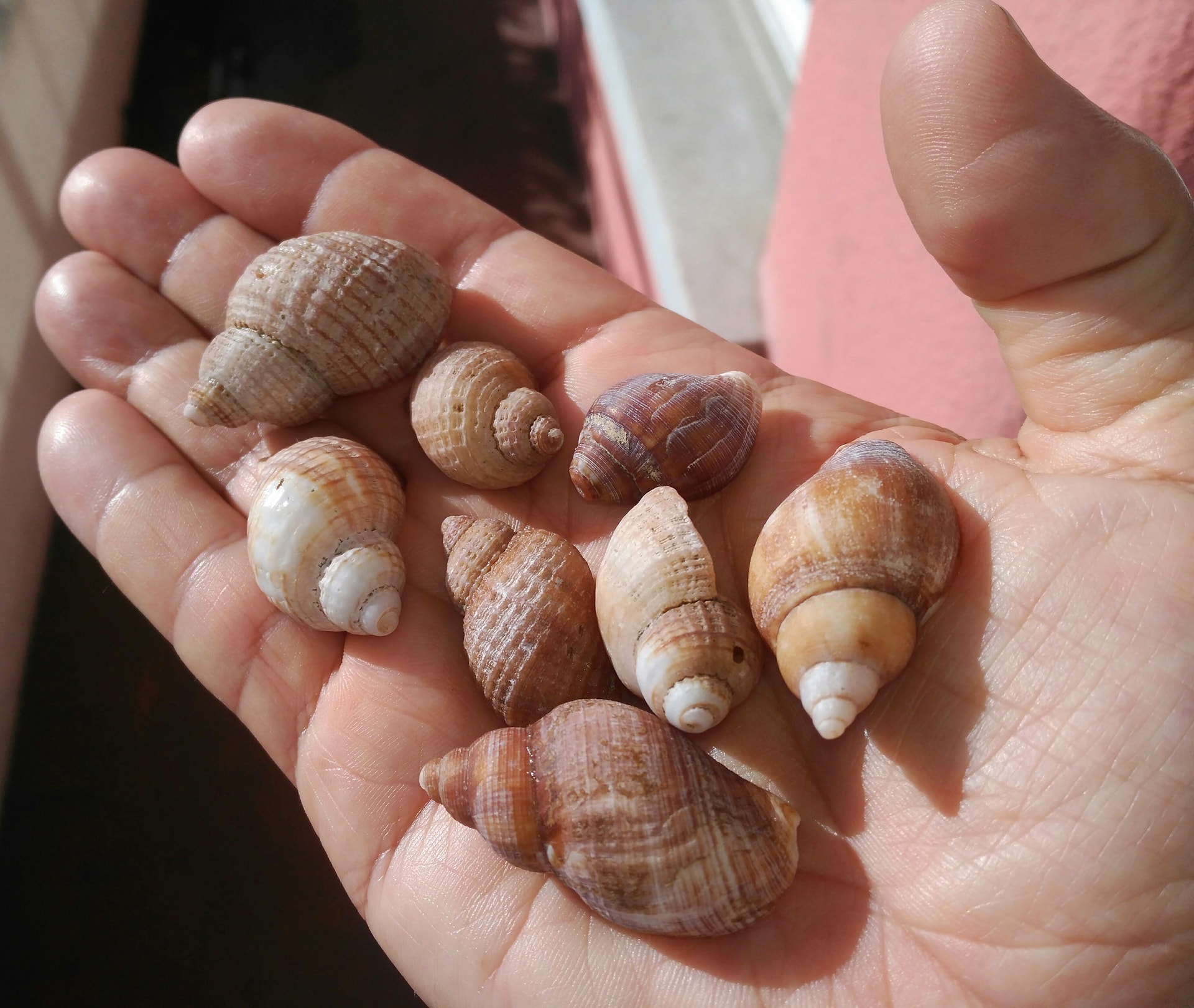  Conchas de praia da Ilha-pris&atilde;o de Robben, virada &agrave; Cidade do Cabo. /Foto: Ant&oacute;nio Mateus - RTP 
