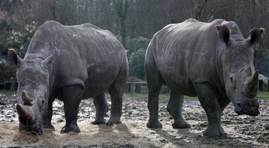 Bruno e Gracie, os rinocerontes brancos que acompanhavam o Vince.
