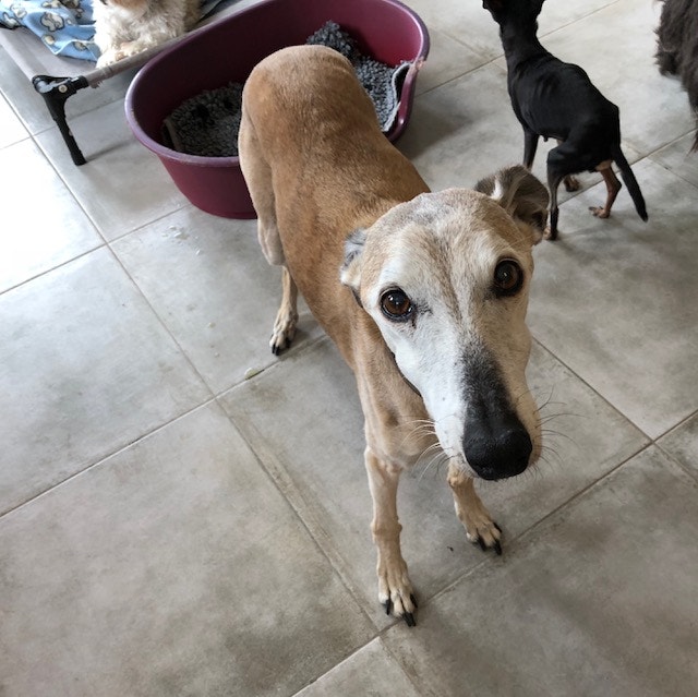  Andrea Neves - Antena 1 