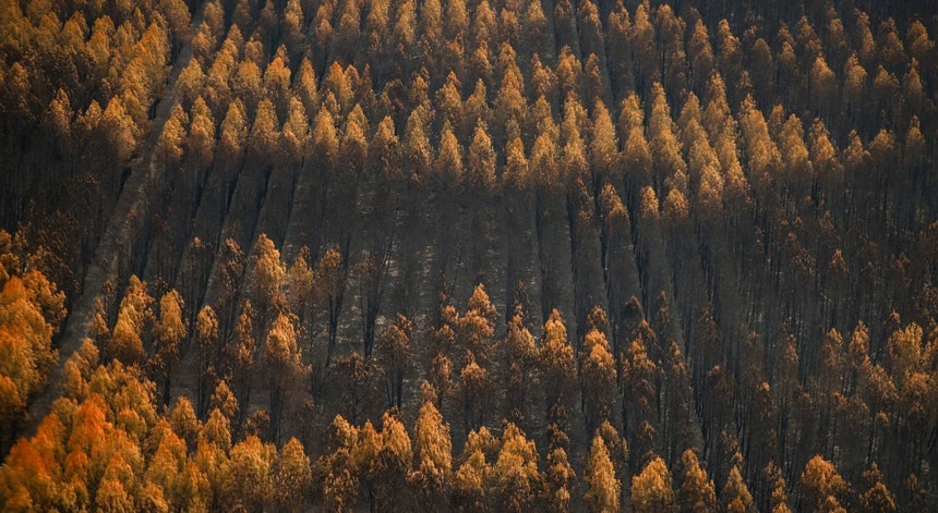 Imagem de Incêndios florestais na Europa podem aumentar 39% à falta de medidas