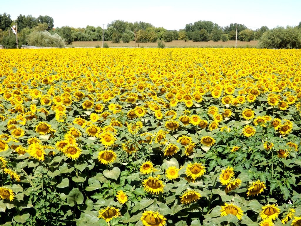  Enviada por Ant&oacute;nio Raimundo - Lezirias "Giras" 