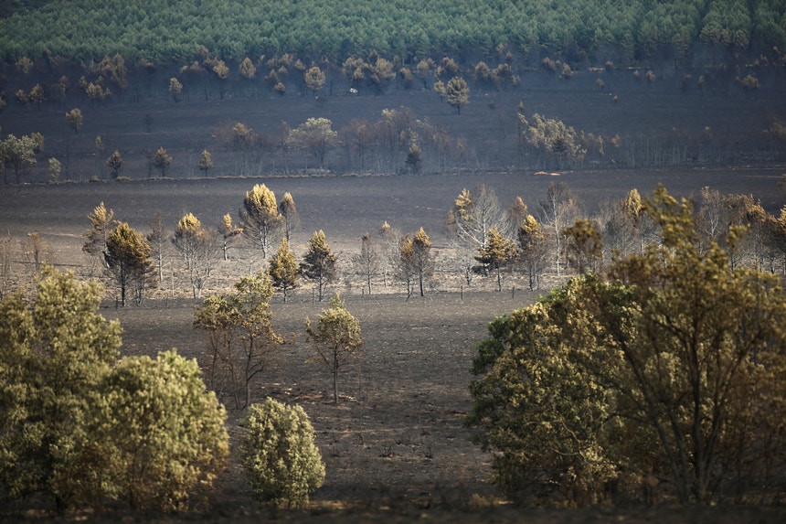 Incendio en Zamora pone en riesgo a poblaciones de lobos