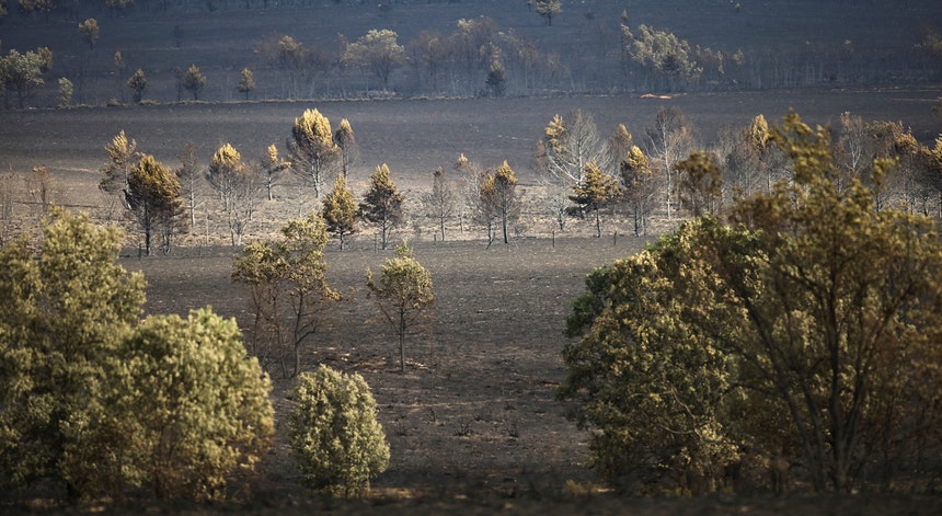 Zamora foi muito afetada por incêndios florestais nas últimas semanas
