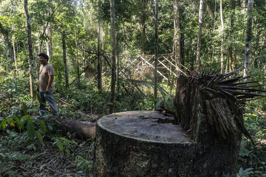 Devido à falta de proteção da área, os invasores chegam a montar acampamentos dentro do território Karipuna para fazer a retirada ilegal de madeira
