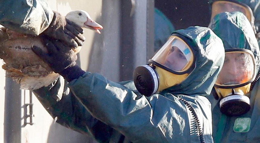 Várias aves já foram abatidas devido a surto de gripe das aves
