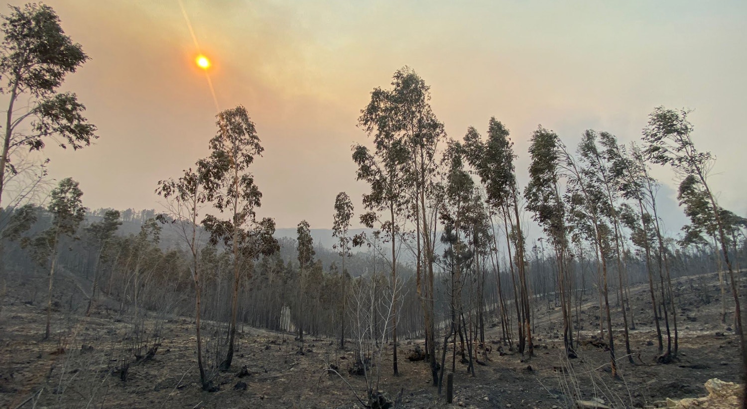  &ldquo;Extens&atilde;o de &aacute;rea ardida de perder de vista&rdquo; em Talhadas, Sever do Vouga, reportava a equipa RTP no local. / Foto: Andreia Filipa Novo - RTP 