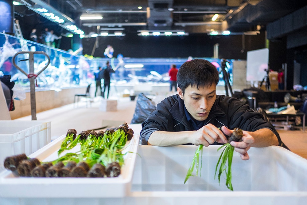  Pedro A. Pina / Ocean&aacute;rio  