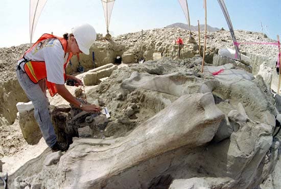 Restos do segundo maior mastodonte encontrado nas Américas foram estudados perto de Hemet na Califórnia, nos anos em 1997, calculando-se que tinham 30.000 anos Foto: Reuters 