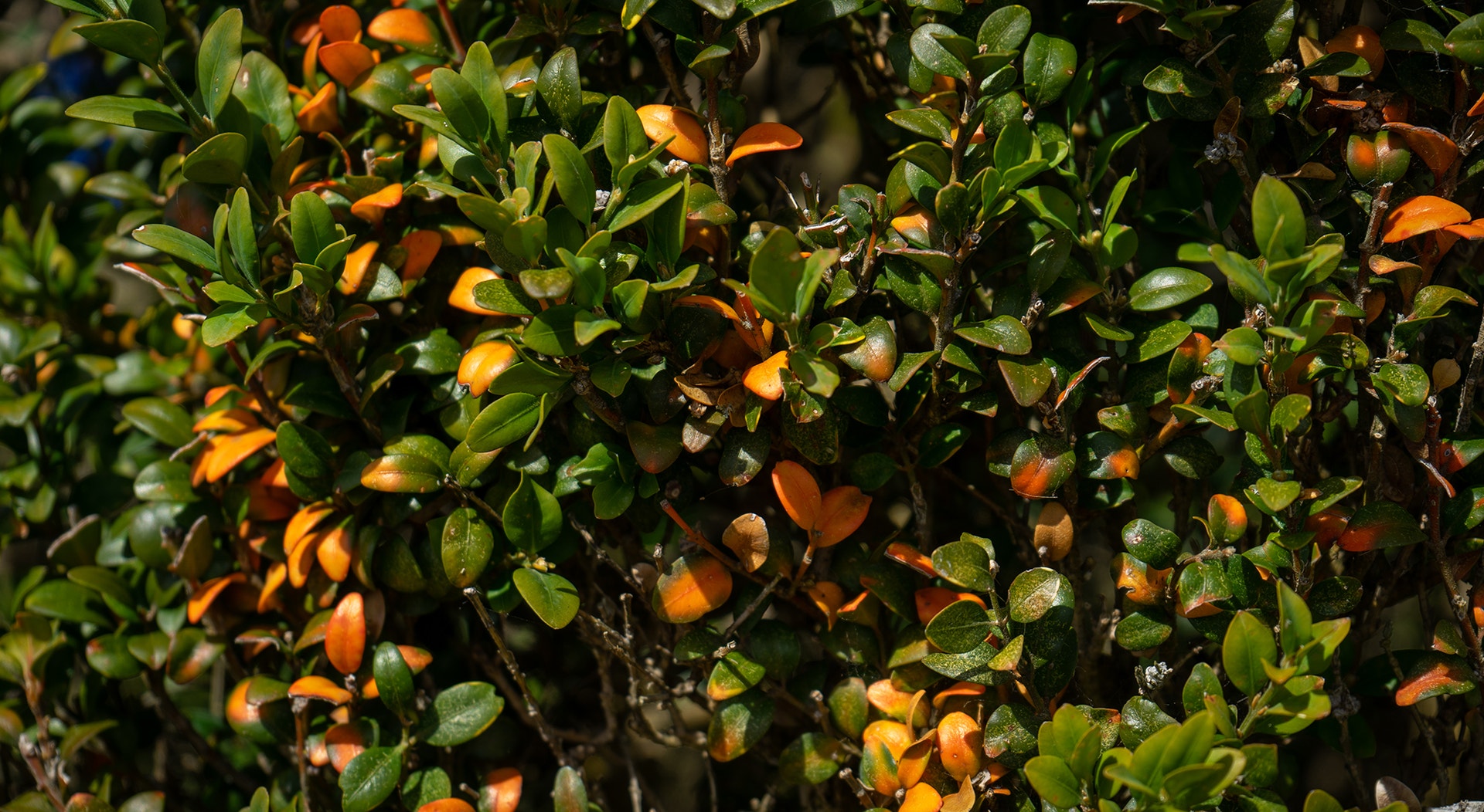  Foto: Rodrigo Lobo - RTP 