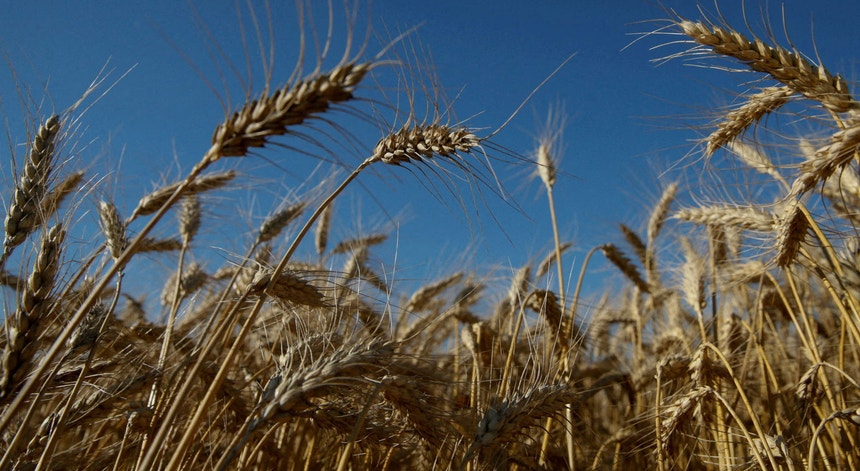 Cabeças de trigo num campo perto da aldeia de Zhovteneve em julho de 2016
