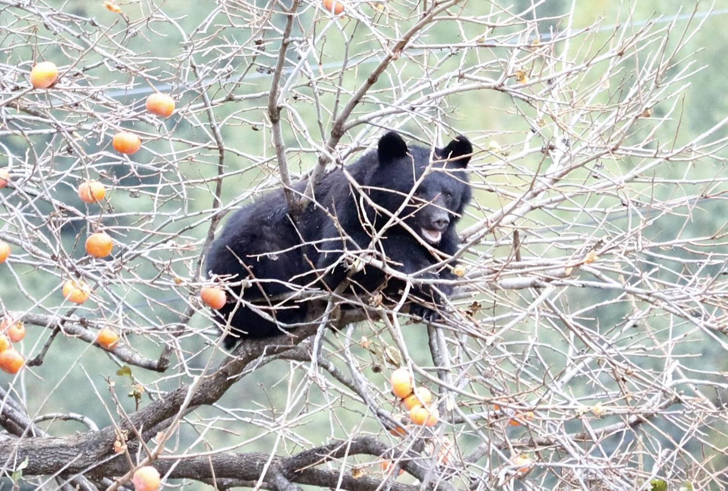 Japão. Urso invade várias habitações e rouba comida dos frigoríficos