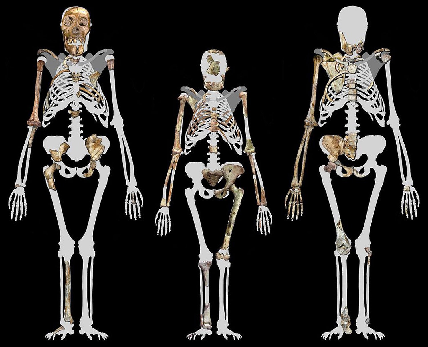 Os f&oacute;sseis comparados de MH1, A.afarensis Lucy e MH2. Fonte Peter Schmid, Lee R.Berger, Universidade de Witwatersrand