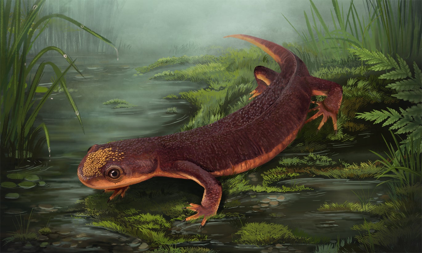 Jurassic Frog Species Discovered in Portugal - 150 Million Years Old - News Directory 3