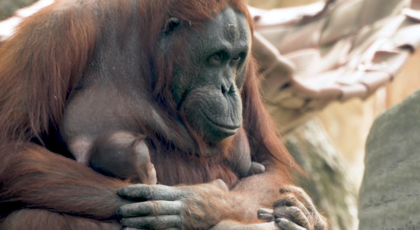 Imagem ilustrativa: Em vias de extinção. Orangotango do Bornéu nasceu no Jardim Zoológico de Madrid