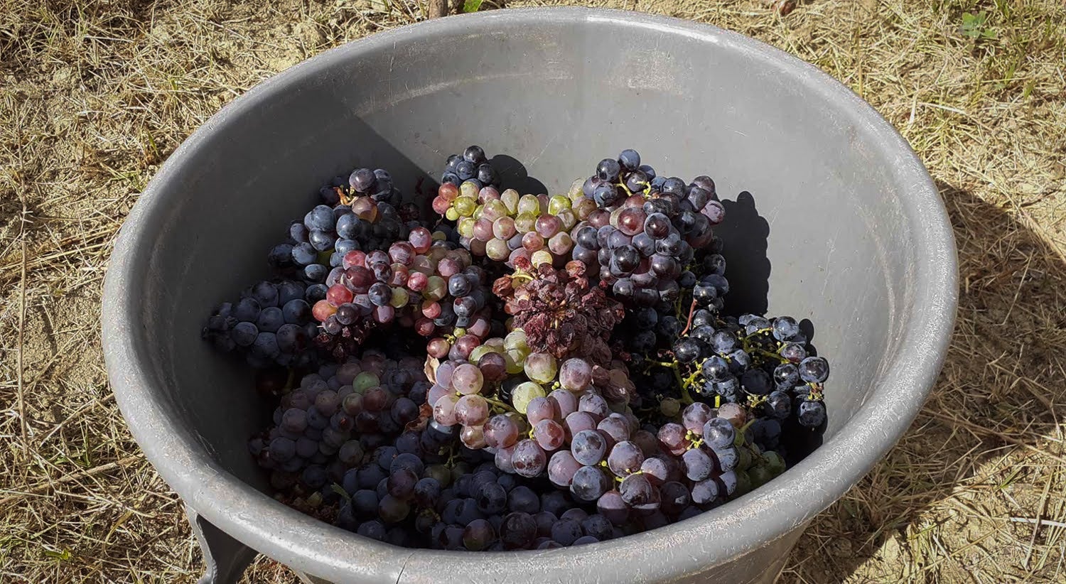 Operation Vitis: More than 21,000 litres of wine seized by ASAE