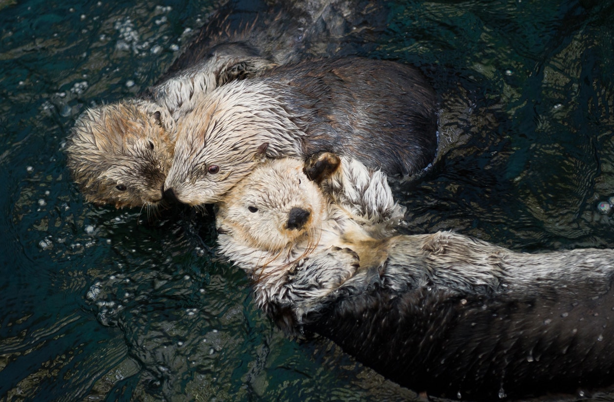  Mar&eacute;, Micas, Am&aacute;lia | Ocean&aacute;rio de Lisboa 