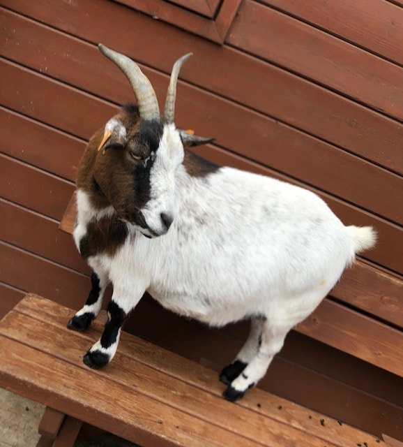  Andrea Neves - Antena 1 