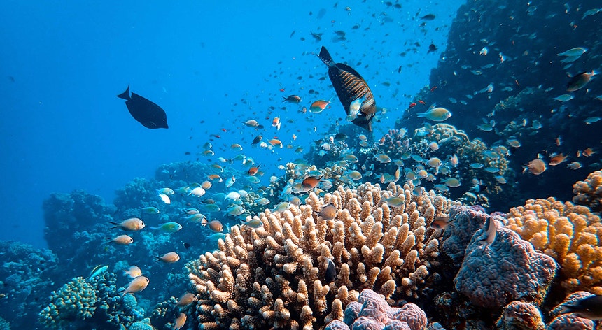 A Grande Barreira de Coral da Austrália continua em perigo
