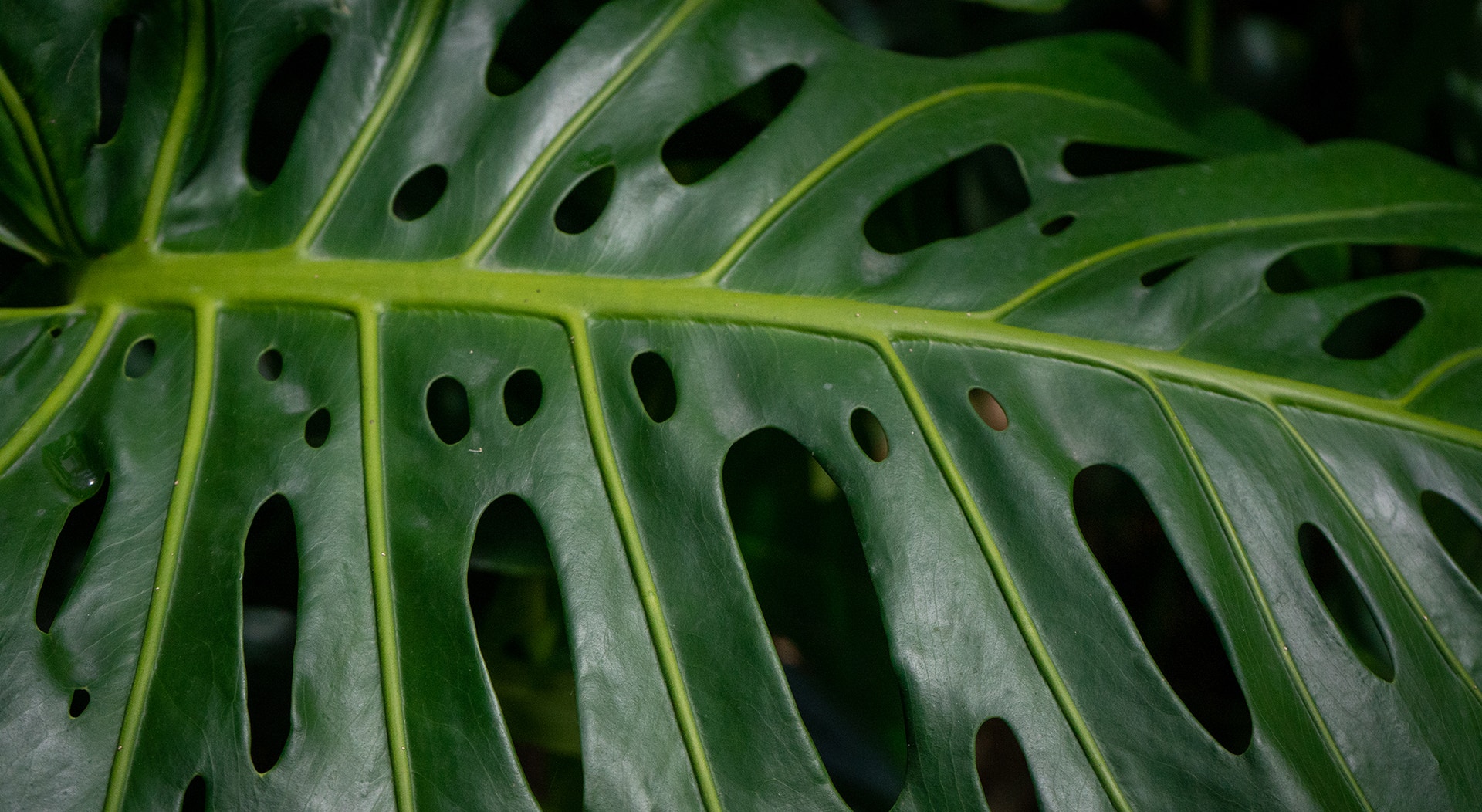  Foto: Rodrigo Lobo - RTP 