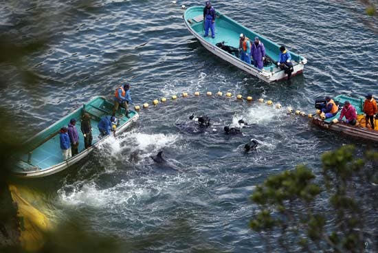 Pescadores, em Taiji, cercam os golfinhos para posteriormente os matarem. Foto: Reuters 