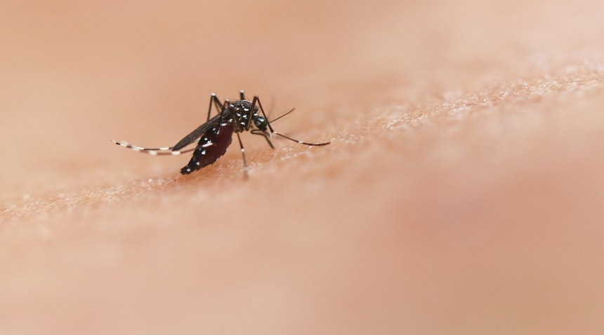 Imagem de Mosquito transmissor do dengue e zika detetado em Castelo Branco