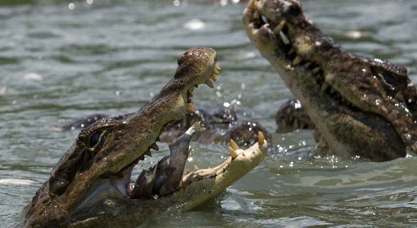 Os migrantes esconderam-se numa zona de manguezais, onde vive uma população de crocodilos de água salgada
