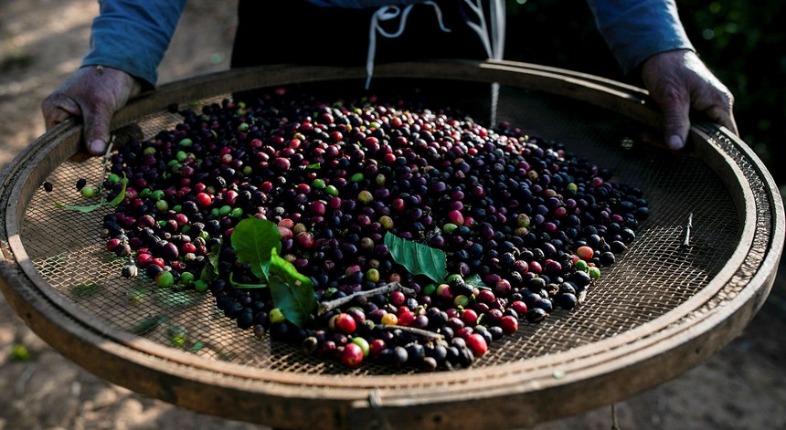 Timor-Leste procura aperfeiçoar a produção de café
