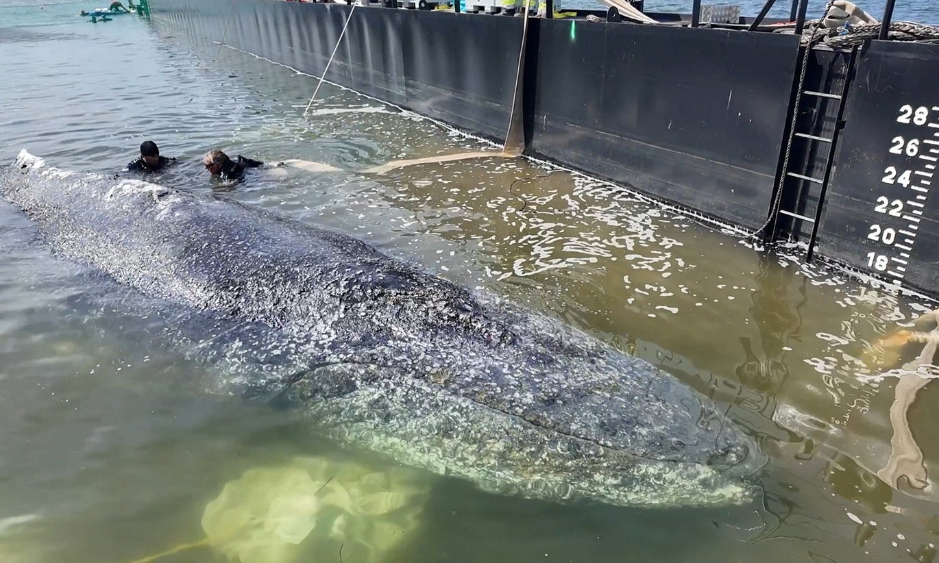 Salvamento de "Timmy". Baleia-de-bossa continua a lutar pela vida no Mar B�ltico