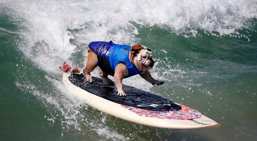 Tillman o "cão radical" surfa uma onda na competição "Surf dog" em  Huntington Beach, na California, Estados Unidos. 

