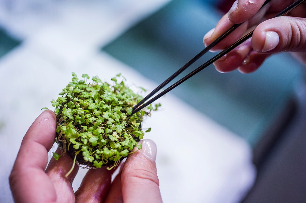  Pedro A. Pina / Ocean&aacute;rio  