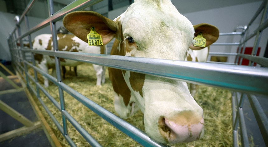 Neste momento, 70 por cento das vacas da China destinadas à produção de lacticínios são importadas do estrangeiro.
