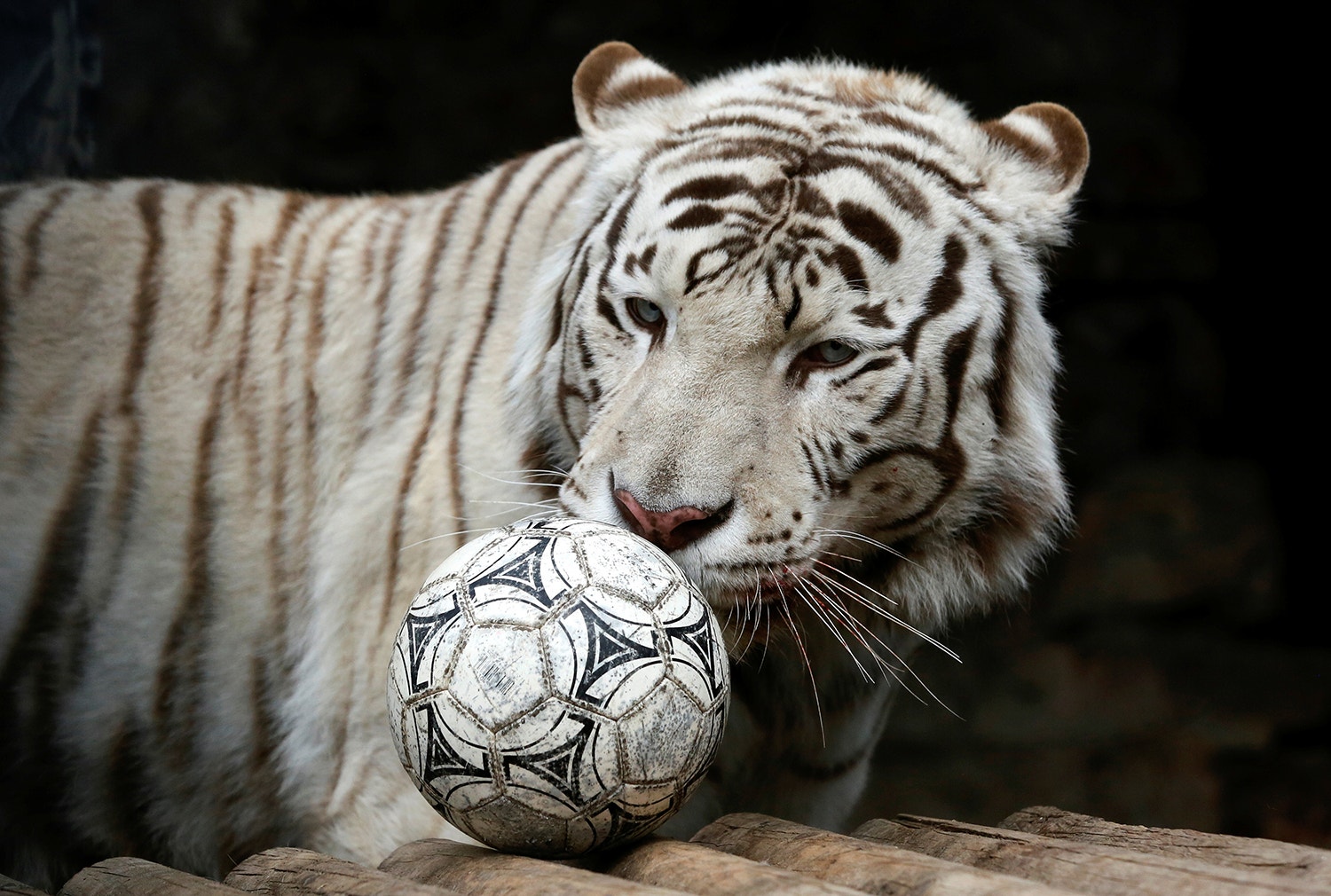  Foto: Ilya Naymushin - Reuters 