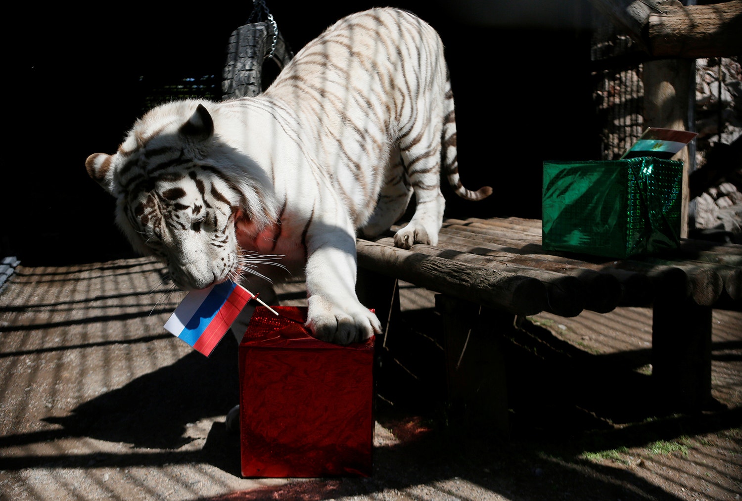  Khan o tigre-de-bengala branco tamb&eacute;m previu a vit&oacute;ria da R&uacute;ssia sob o Egito /Foto: Ilya Naymushin - Reuters 