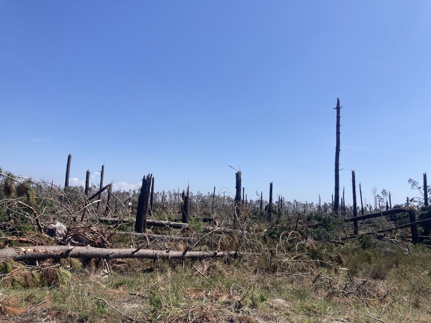 Imagem de Limpeza da floresta em Leiria. 