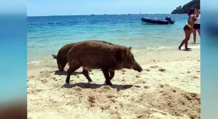Javalis têm passado pelas praias da Arrábida e cidade de Setúbal