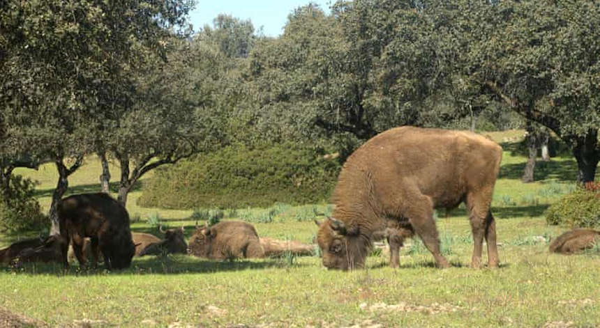 Bisontes reintroduzidos para tarefas sapadoras em áreas florestais de Espanha
