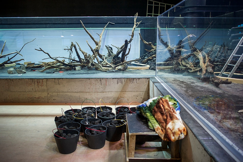  Pedro A. Pina / Ocean&aacute;rio  