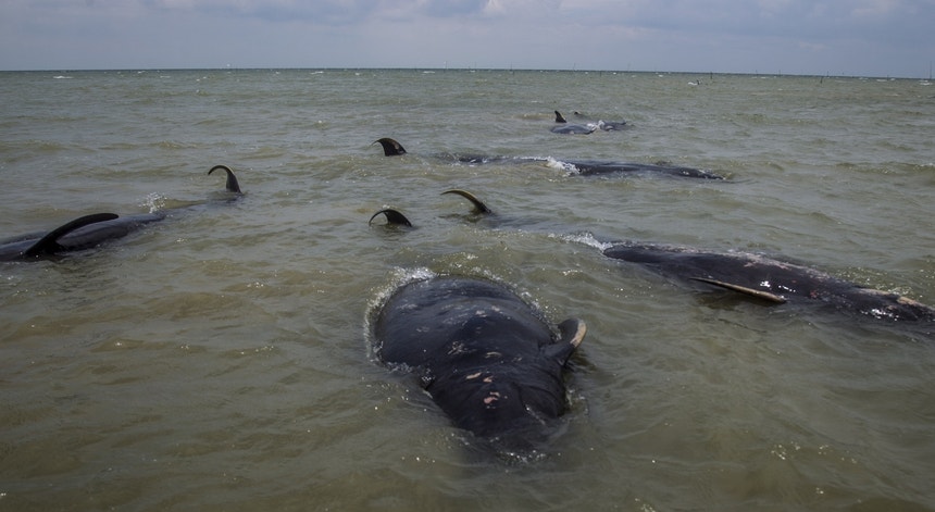 Vinte e nove baleias-piloto morreram presas num banco de areia na Nova Zelândia

