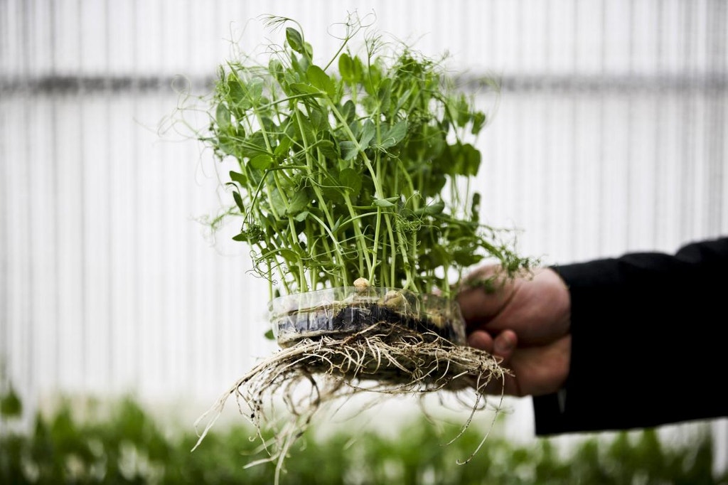 Imagem ilustrativa: Micro-estufas