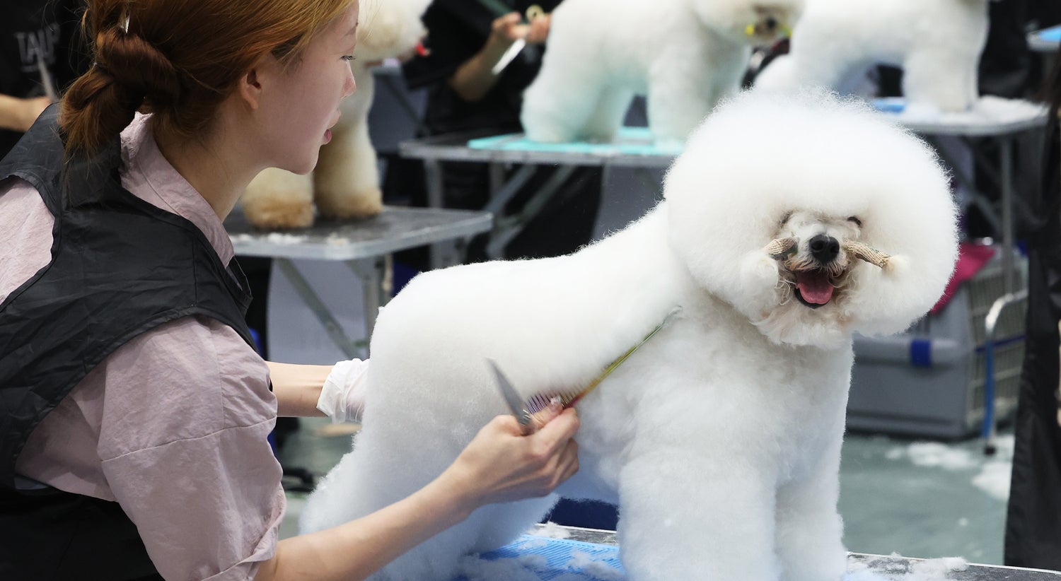 Competi��o de "grooming"